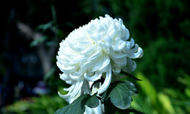 瑶台玉凤 菊花