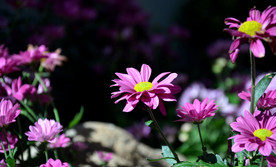 雏菊