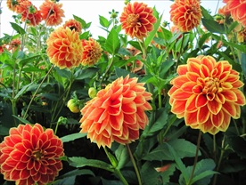 大丽花花蕾橙色花卉