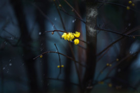 黄色小花