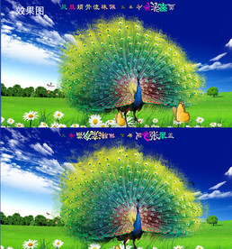 蓝天白云野生动物孔雀开屏视频