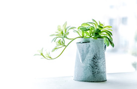 花盆
