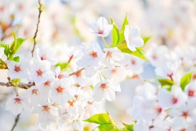 洁白的花朵