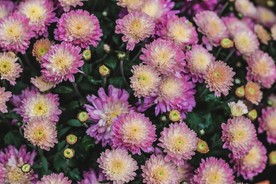 美丽的菊花