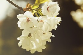 洁白的花朵