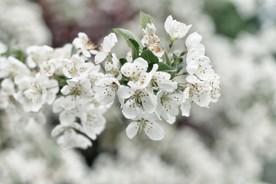 洁白的花朵