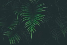 绿叶树叶