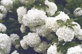 洁白的花朵