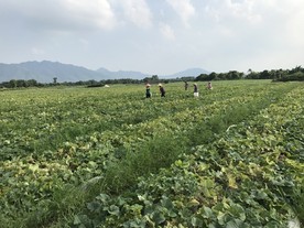 香瓜种植基地