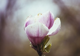 盛开的玉兰花