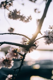 洁白的花朵