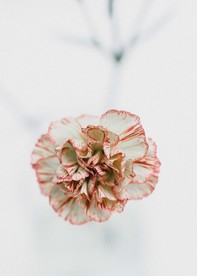 枯萎的花朵