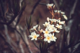 洁白的花朵