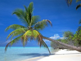 海滩椰子树