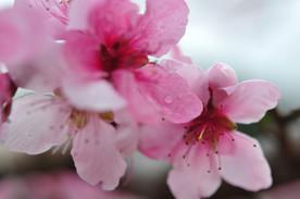 粉红桃花