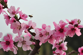 花之恋
