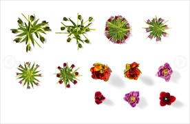 带阴影的清新花朵设计