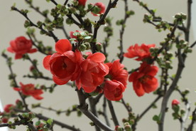 贴梗海棠花