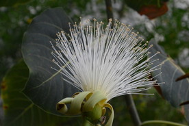 刺梅花