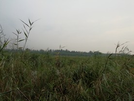 草丛 灌木丛 芦苇荡