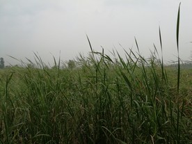 草丛 灌木丛 芦苇荡