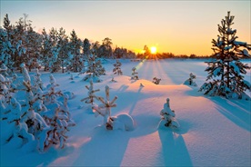 树林雪地阳光冬季