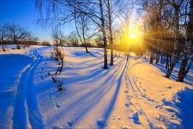 阳光树林雪地