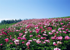 一片花海