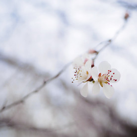 洁白的花朵