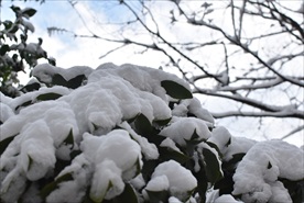 苏州雪景