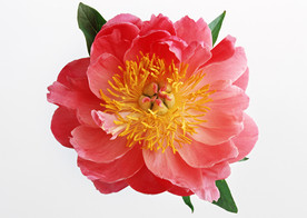 美丽的鲜花 鲜花 花朵