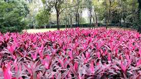 公园一角风景特写