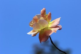月季花 美丽的鲜花 鲜花 花朵