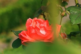 月季花 美丽的鲜花 鲜花 花朵