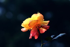 月季花 美丽的鲜花 鲜花 花朵