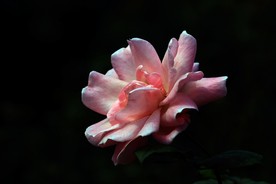 红掌花 美丽的鲜花 鲜花 花朵