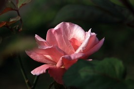 月季花