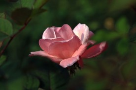 月季花 美丽的鲜花 鲜花 花朵