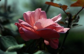 月季花 美丽的鲜花 鲜花 花朵