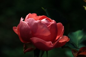 月季花 美丽的鲜花 鲜花 花朵