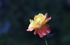 月季花 美丽的鲜花 鲜花 花朵