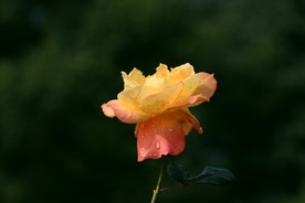 月季花 美丽的鲜花 鲜花 花朵