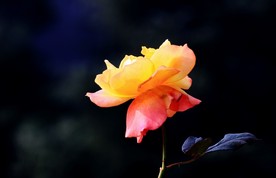月季花 美丽的鲜花 鲜花 花朵