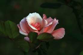 月季花 美丽的鲜花 鲜花 花朵