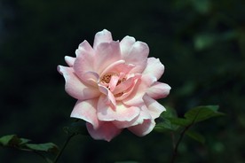 月季花 美丽的鲜花 鲜花 花朵