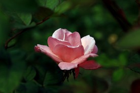 月季花