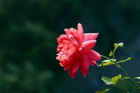 月季花 美丽的鲜花 鲜花 花朵