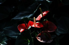 红掌花 美丽的鲜花 鲜花 花朵