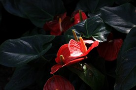 红掌花 美丽的鲜花 鲜花 花朵