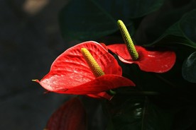红掌花